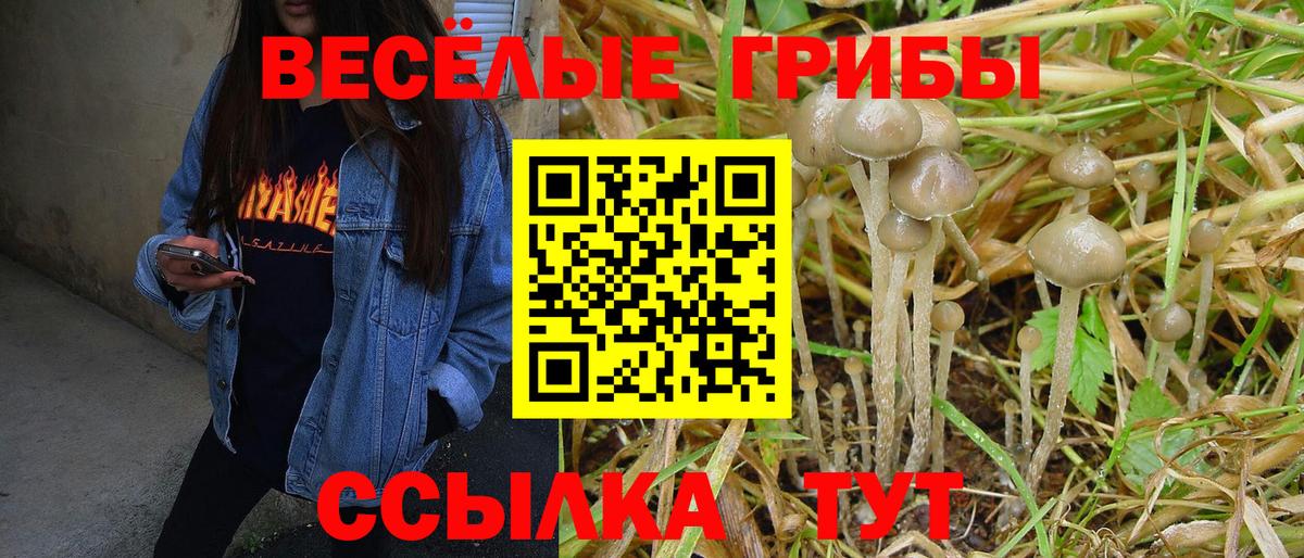Псилоцибиновые грибы Psilocybine cubensis Сосновый Бор